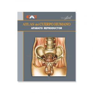 Libro Digital - Atlas del cuerpo humano 11. Aparato reproductor